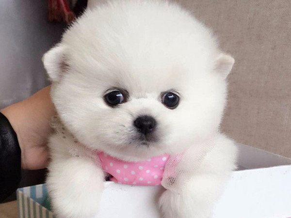搬家家里的宠物应该怎么办